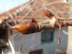 Дивљи кестен